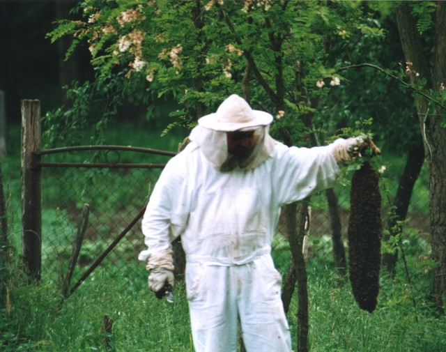 Méhes - A befogott méhraj