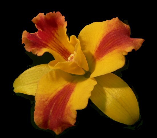 SÖTÉT HÁTTÉR - orchidea
