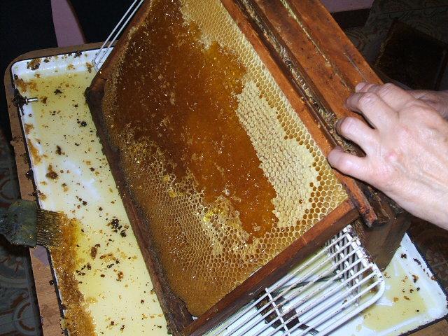 Méhészet - Az első lépés a fedelezés, ami által könnyebben fog a méz kicsapódni a keretből
