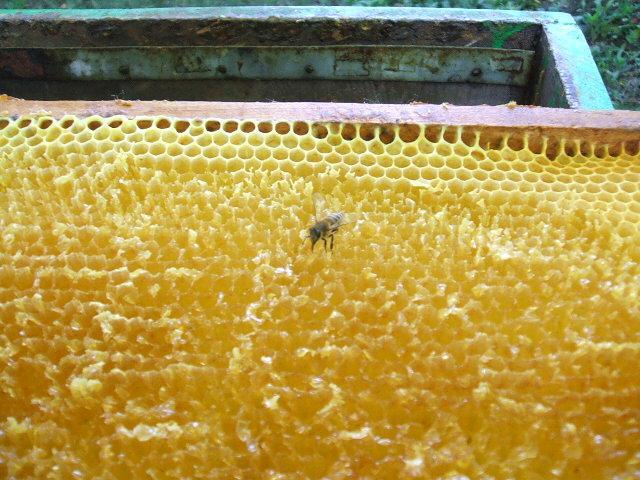 Méhészet - Végül a kipergetett keretet visszatesszük a kaptárba