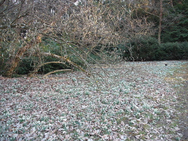 A tavasz képei - Fehér szőnyeg