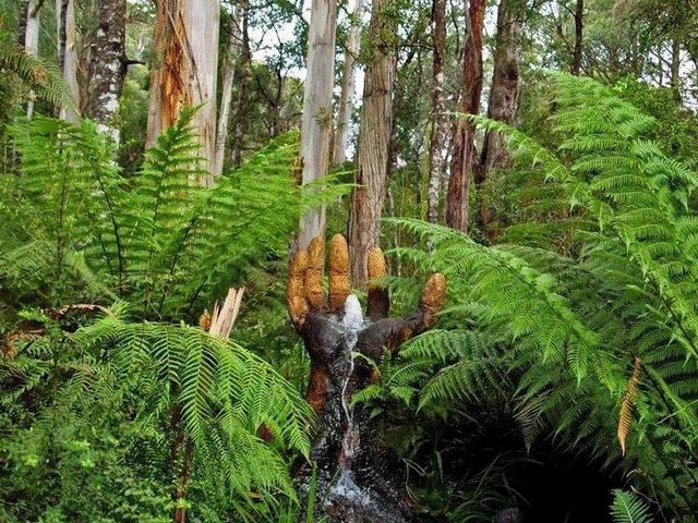 Ausztrál erdőfaragó munkái