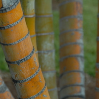 Bambusz szár