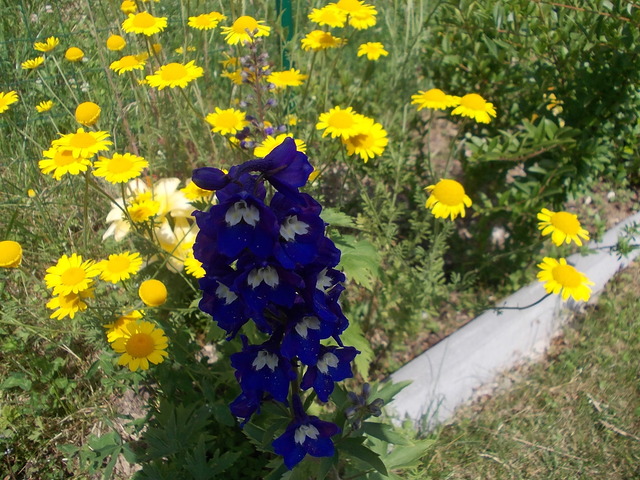 Linzi virágok - Királyi színek