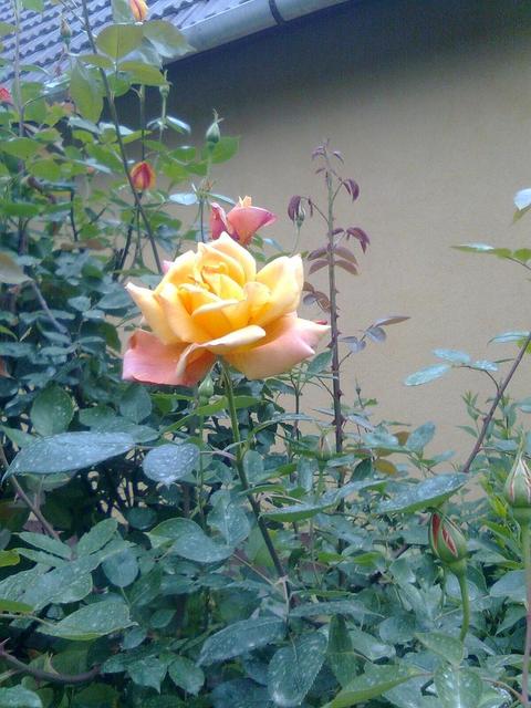 A kertemből - Futó rózsa illatos