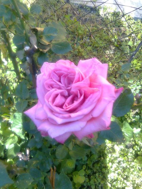 A kertemből - Bokor rózsa