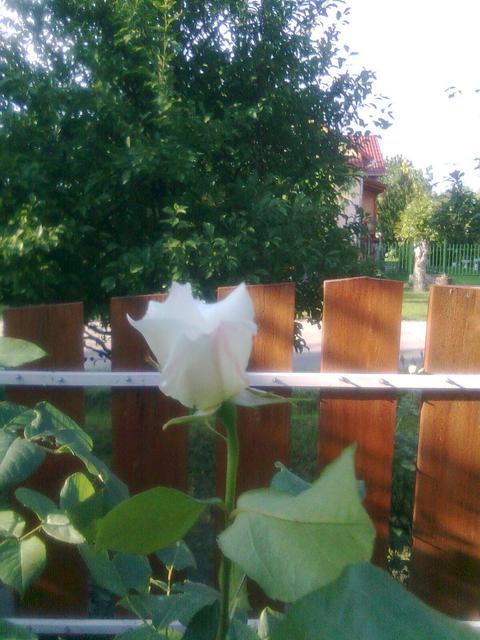 A kertemből - Fehér bokor rózsa