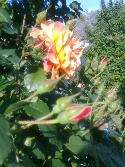 A kertemből - Narancsos futó rózsa