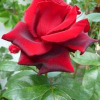 Bársonyos piros rózsa
