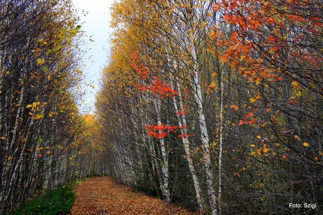 KANADA - Algonquin Park