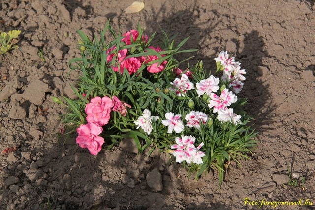 2014. Tavaszi virágok