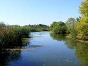 Legnagyobb mesterséges tavunk, a Tisza-tó élővilága